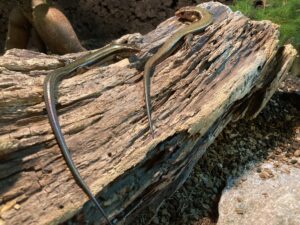【ニホントカゲ・ニホンカナヘビ】飼育時に良くある質問集　